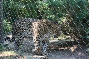 Zoo Leopard