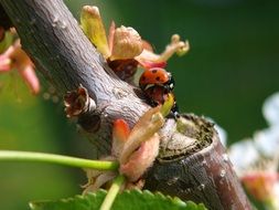 mating ladybugs on a tree branch