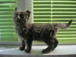 fluffy gray kitten on the windowsill