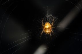 yellow spider on the web on a dark background