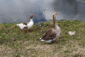 two geese by the pond