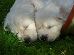 couple of puppies of a golden retriever
