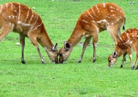 incredibly beautiful Deer Animals