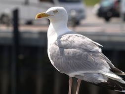 white and grey Seagull close up