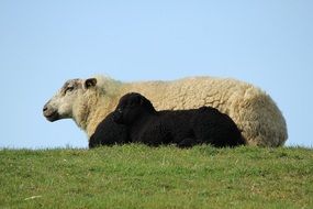 sheep over the hill