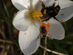 two insects on a white crocus