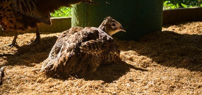 resting pheasant