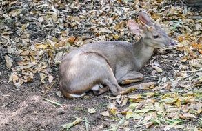 resting young deer