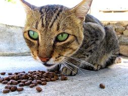 cat with emerald eyes