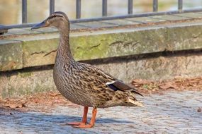 cute and beautiful Mallard Duck