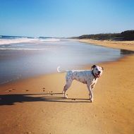 dog on the sandy shore