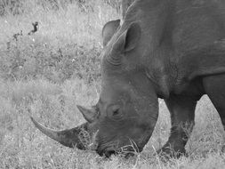 rhinoceros in safari in africa