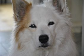 pretty and cute Icelandic Dog