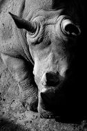 Black And White Animal close-up