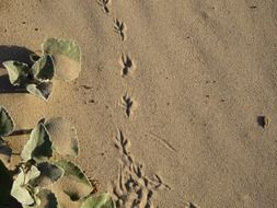 Footprints of Bird on Sand