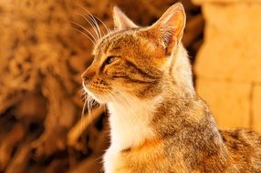 cat close-up in brown filter