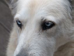 portrait of a dog with blue eyes