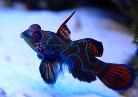 Mandarin fish in aquarium