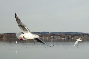 soaring seagulls over a lake