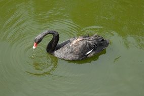 black swan with a red beak in the lake