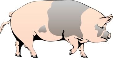 drawing of cartoon spotted pig on a white background