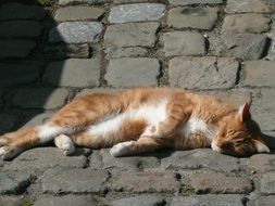 ginger Cat Sleeping on pavement