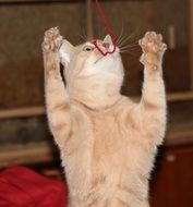 cat playing standing on its hind legs