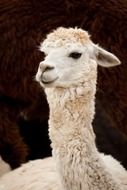 portrait of a white curly alpaca