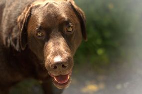 brown dog with cute eyes