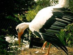 nice Stork Bird
