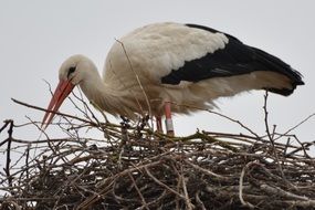 stork in a nest of dry branches
