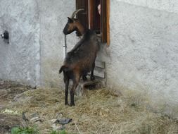 Brown Goat Animals