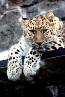 Picture of Leopard is resting