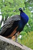 peacock in the caste park