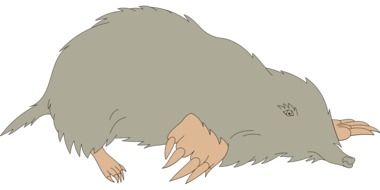 drawing of a grey mole