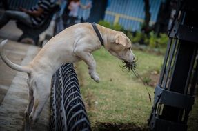 the dog jumps over the fence