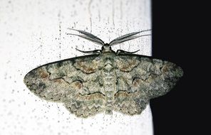 a moth on a blackboard at night