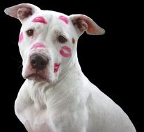 white dog in red kisses