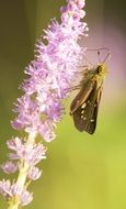 Butterfly on pink Flower Plant macro