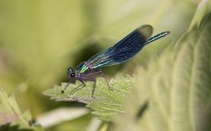 shiny green dragonfly on mint