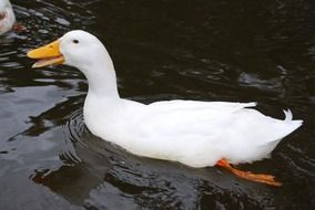 Australian Duck on the water