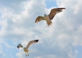 two flying seagulls