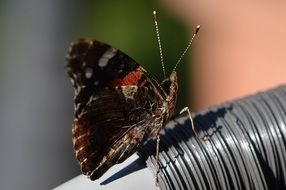 butterfly with colorful wings on a pipe