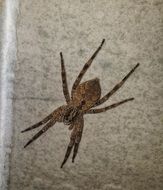 closeup of a fishing spider