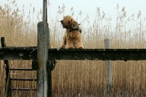 long haired dog on boardwalk