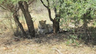 the leopard lies among the trees