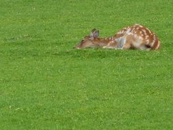 Picture of the wild little deer lies on green grass