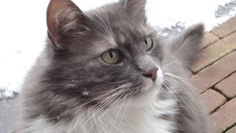 fluffy cat with green eyes close-up