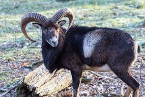 wild brown goat with long horns