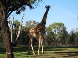 Colorful Giraffe among the plants in Wildlife